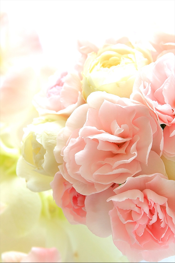 ステラプロフィール写真