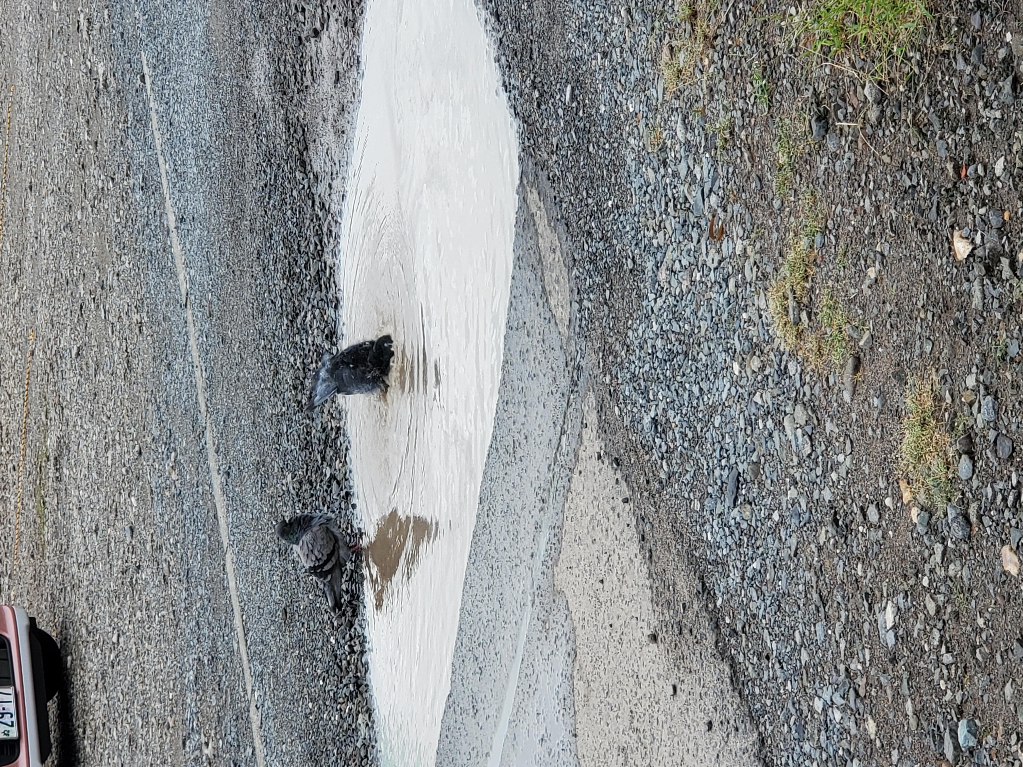 JaPON　スタッフ☆彡はくべい