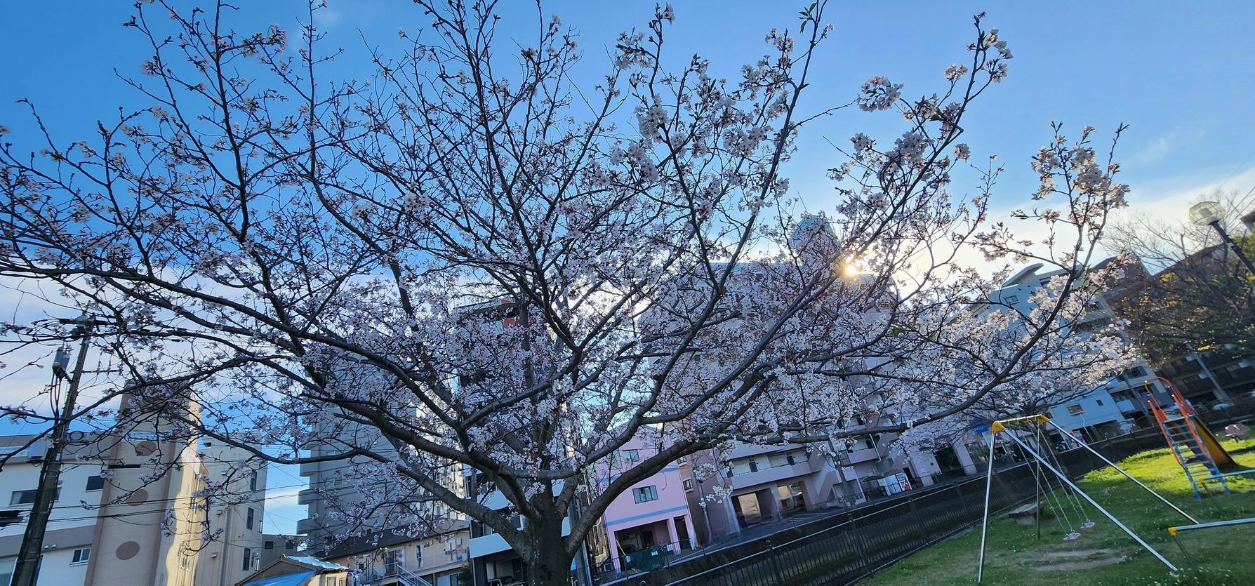 鹿児島天文館デリヘルLOVEVE～ラヴィーヴ～　店長
